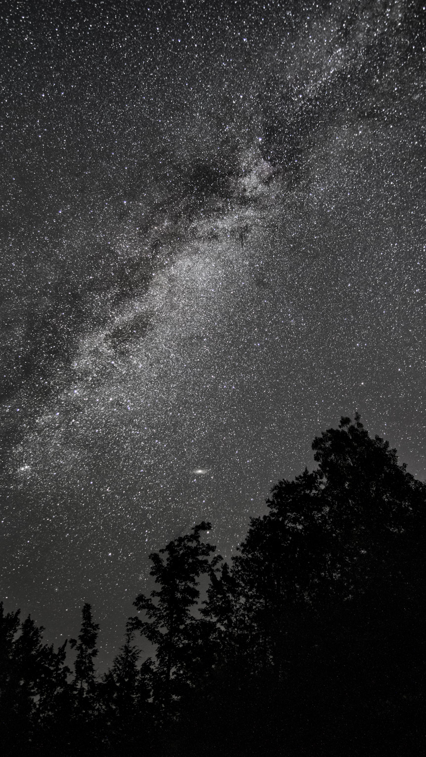 The milky way bright and starry over some conifers